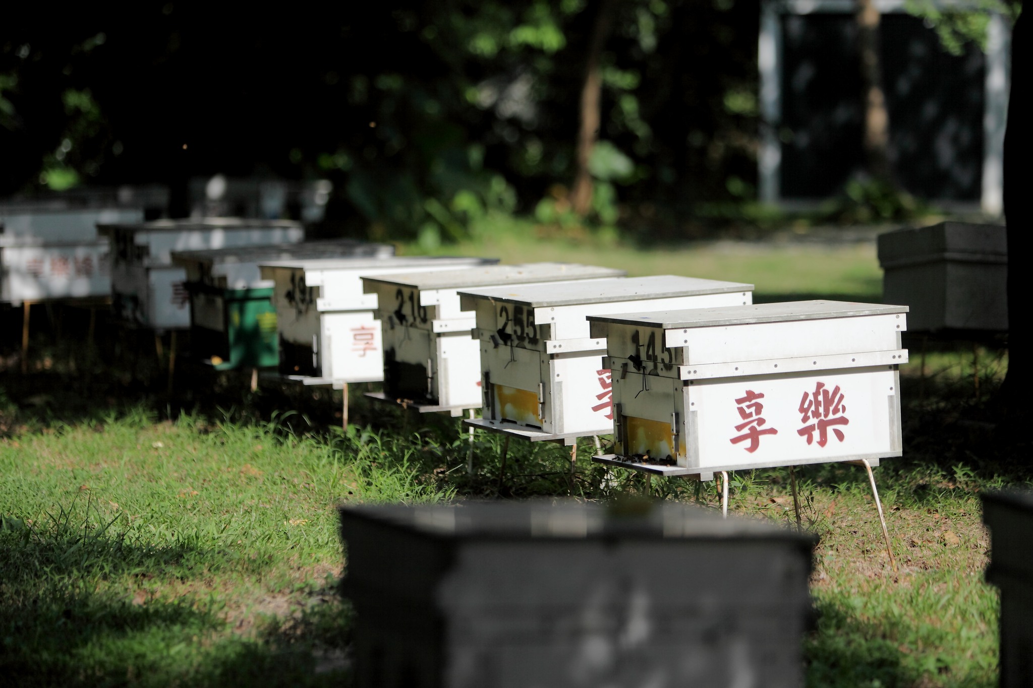 享樂蜂蜜農場